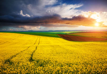 Dramatic summer meadow with yellow rapeseed at sundown. Picturesque rural area in springtime. Photo of ecology concept. agricultural industry. Location place of Ukraine, Europe. beauty of earth.の写真素材