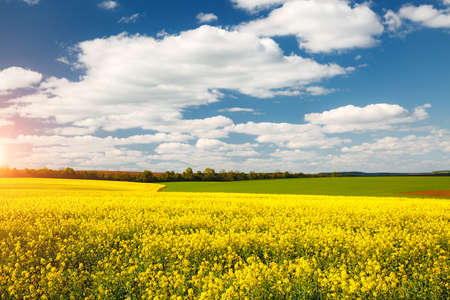 Yellow canola field and fluffy white clouds on a sunny day. Picturesque rural area in springtime. Photo of ecology concept. agricultural industry. Location place of Ukraine, Europe. beauty of earth.の写真素材