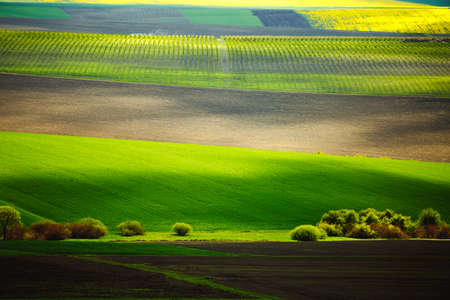 Splendid view on sunlit wavy fields of agricultural area. Location of South Moravia region, Czech Republic, Europe. Minimalistic landscape of agrarian industry. Discover the beauty of the world.の写真素材