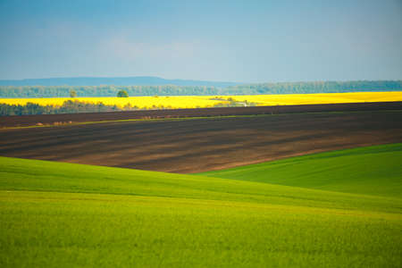 Vivid green field on the springtime and fluffy white clouds on a sunny day. Location place of Ukrainian agrarian region, Europe. Photo of ecology concept. Perfect natural wallpapers. beauty of earth.の写真素材