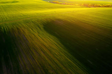 Springtime aerial photography of green wavy field with shadows from sunlight in the evening. Top view drone shot. Agricultural area of Ukraine, Europe. Concept of agrarian industry. Beauty of earth.の写真素材