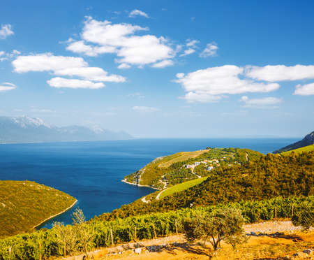 Attractive summer scene overlooking the vineyards. Location place of Kremena village, Balkan peninsula, Croatia, Europe, Adriatic sea. Mediterranean climate. Agrarian industry. Beauty of earth.の写真素材