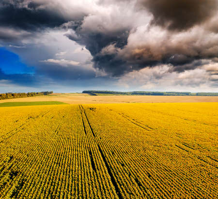 Aerial view of bright yellow sunflowers with clouds on a sunny day. Location Ukraine, Europe. Photo of ecology concept. agricultural industry. perfect wallpaper. drone photography. beauty of earth.の写真素材
