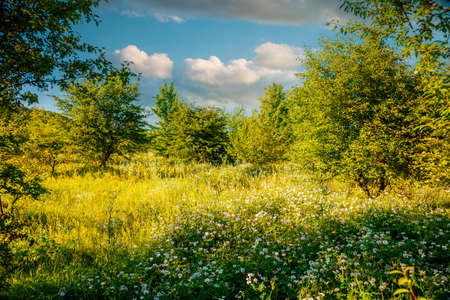 Tranquil green meadow in the Dniester canyon on sunny day. Location place Dnister river of Ukraine, Europe. Vibrant photo wallpaper. Picturesque nature photography. Discover the beauty of earth.の写真素材