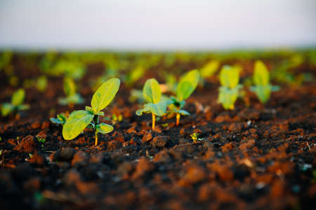 Young sunflower sprout growing out from soil in sunny day. Picturesque rural scene in springtime. Photo of ecology concept. Agrarian industry. Agricultural area of Ukraine, Europe. Beauty of earth.の写真素材