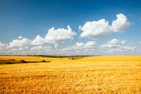 Fantastic summer view of the field with white fluffy clouds. Agricultural area of Ukraine, Europe. Vibrant photo wallpaper. Picturesque nature photography. Discover the beauty of earth.の写真素材