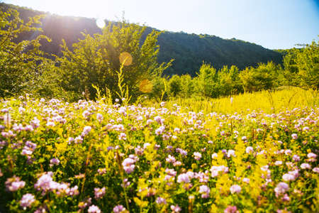 Tranquil green meadow in the Dniester canyon on sunny day. Location place Dnister river of Ukraine, Europe. Vibrant photo wallpaper. Picturesque nature photography. Discover the beauty of earth.の写真素材