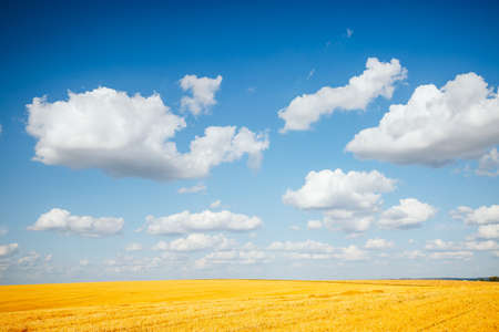 Fantastic summer view of the field with white fluffy clouds. Agricultural area of Ukraine, Europe. Vibrant photo wallpaper. Picturesque nature photography. Discover the beauty of earth.の写真素材