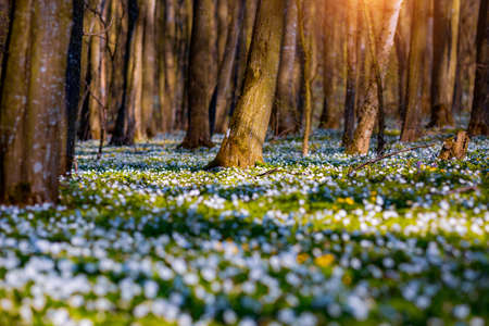 Fantastic forest with fresh flowers in the sunlight. Early spring time is the moment for wood anemone. Snowdrop nemerosa. Template floral background. Nature wallpapers. Ecology concept. Beauty world.の写真素材