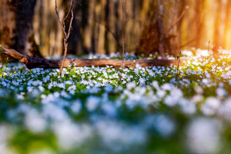 Snowdrop nemerosa. Ground level view of lovely flowers in woods. Concept of the ecology. Selective focus, blurred foreground. Template floral background. Flowering garden in spring time. Beauty world.の写真素材