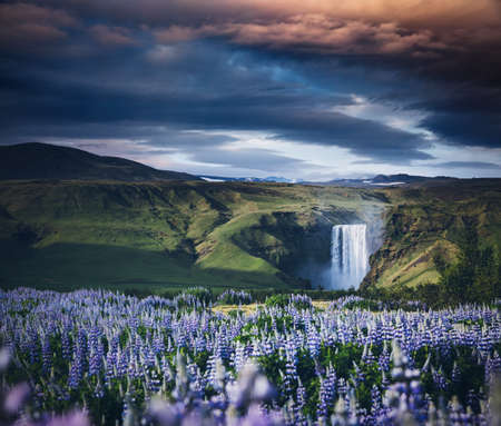 Beautiful summer view of exotic lupine flowers. Location place Skogafoss waterfall, Skoga, Iceland, Europe. Photo of popular tourist attraction. Artistic wallpaper. Discover the beauty of earth.の写真素材
