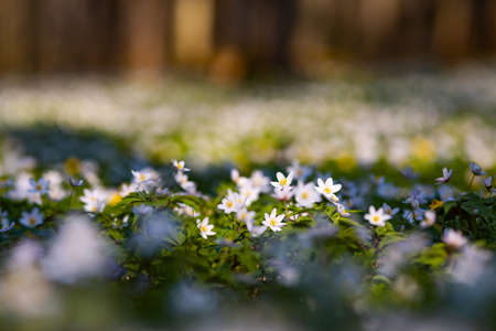 Snowdrop nemerosa. Ground level view of lovely flowers in woods. Concept of the ecology. Selective focus, blurred foreground. Template floral background. Flowering garden in spring time. Beauty world.の写真素材