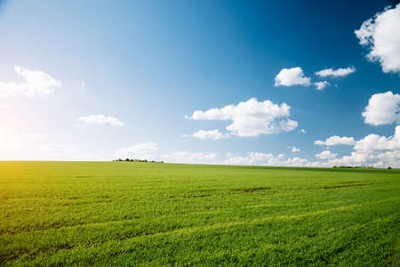 Bright green field and perfect blue sky. Agricultural area of Ukraine, Europe. Concept of agrarian industry. Photo of picturesque summer day. Artistic wallpaper. Beauty of earth.の写真素材