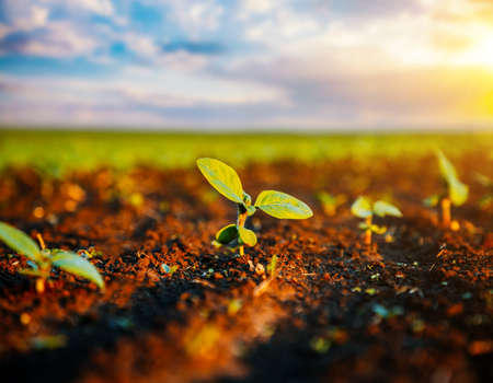 Young sunflower sprout growing out from soil in the sunny day. Fantastic rural scene in springtime. Photo of ecology concept. Agrarian industry. Agricultural area of Ukraine, Europe. Beauty of earth.の写真素材