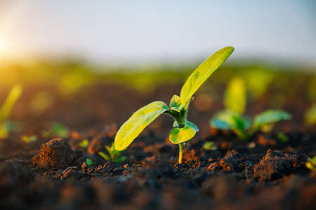 Young sunflower sprout growing out from soil in the sunny day. Fantastic rural scene in springtime. Photo of ecology concept. Agrarian industry. Agricultural area of Ukraine, Europe. Beauty of earth.の写真素材