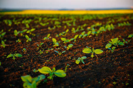 Young sunflower sprout growing out from soil in sunny day. Picturesque rural scene in springtime. Photo of ecology concept. Agrarian industry. Agricultural area of Ukraine, Europe. Beauty of earth.の写真素材