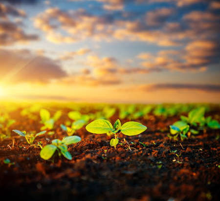 Young sunflower sprout growing out from soil in the evening light. Rural scene in springtime. Photo of ecology concept. Agrarian industry. Agricultural area of Ukraine, Europe. Beauty of earth.の写真素材