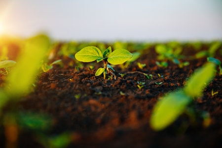 Young sunflower sprout growing out from soil in sunny day. Picturesque rural scene in springtime. Photo of ecology concept. Agrarian industry. Agricultural area of Ukraine, Europe. Beauty of earth.の写真素材
