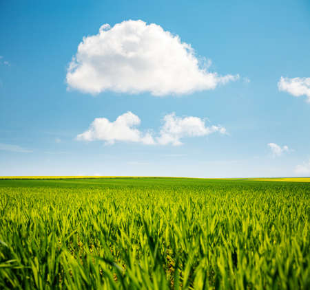 Bright green field and perfect blue sky. Agricultural area of Ukraine, Europe. Concept of agrarian industry. Photo of picturesque summer day. Artistic wallpaper. Beauty of earth.の写真素材