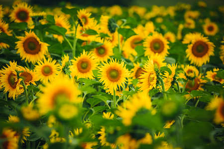 Field with bright yellow sunflowers close up. Location place of Ukraine, Europe. Photo of ecology concept. Agrarian industry. Perfect wallpaper. Template image texture background. Beauty of earth.の写真素材