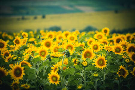 Field with bright yellow sunflowers close up. Location place of Ukraine, Europe. Photo of ecology concept. Agrarian industry. Perfect wallpaper. Template image texture background. Beauty of earth.の写真素材