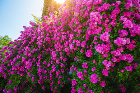 Fantastic pattern of Climbing roses on the wall of the house in full bloom. Botanical garden on a...