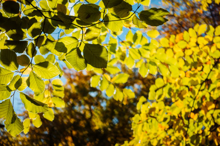Green leaves on the branches on a sunny day. Location place Ukraine, Europe. Vibrant photo wallpaper. Picturesque nature photography. Soft light effect. Discover the beauty of earth.の写真素材