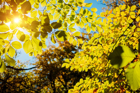 Green leaves on the branches on a sunny day. Location place Ukraine, Europe. Vibrant photo wallpaper. Picturesque nature photography. Soft light effect. Discover the beauty of earth.の写真素材