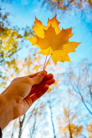 Yellow maple leaf in a man hand against a background of autumn forest. Autumn mood concept. Vibrant...