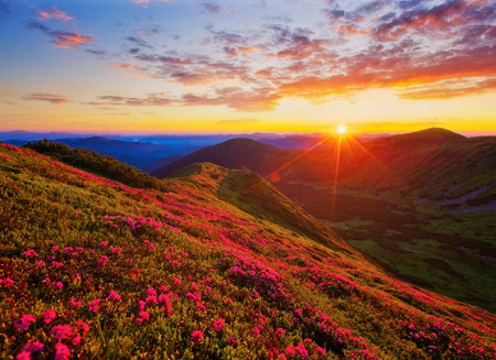 Majestic summer scene with pink rhododendron flowers at sunset. Location place Carpathian mountains, Ukraine, Europe. Vibrant photo wallpaper. Wonders of the world. Discover the beauty of world.の写真素材