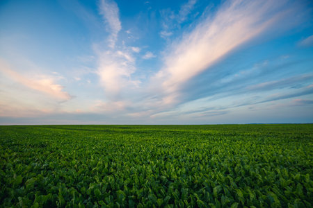Scenic view of green rural land and cultivated fields. Photo of picturesque summer day. Ecology concept. agricultural industry. perfect wallpaper. Discover the beauty of earth.の写真素材