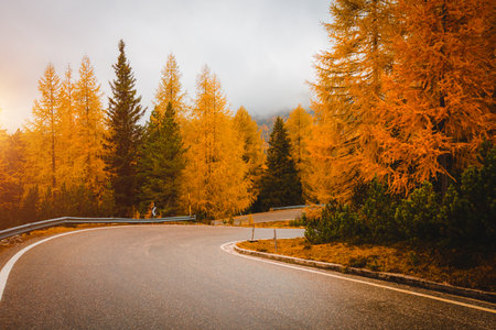 The road asphalt stretches through a coniferous forest. Location place National Park Tre Cime di Lavaredo, Dolomiti alps, South Tyrol, Italy, Europe. photo wallpapers. Discover the beauty of earth.の写真素材