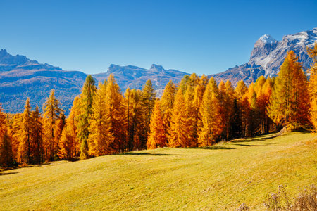 Charming yellow larch illuminated by the sun in alpine valley. Location place Dolomiti alps, Cortina d'Ampezzo, Veneto, province Belluno, Italy, Europe. photo wallpapers. Discover the beauty of earth.の写真素材