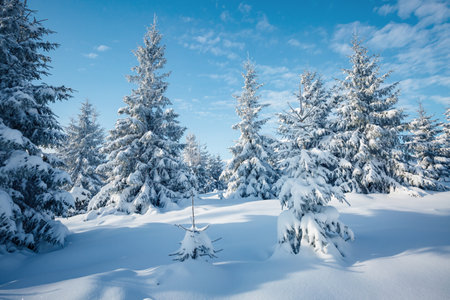 Spectacular snow-covered spruces on a frosty sunny day. Carpathian mountains, Ukraine, Europe. picturesque wallpapers. Fabulous photo of winter vacation. Happy New Year. Discover the beauty of earth.の写真素材