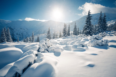Incredible snow-covered spruces on a frosty day. Carpathian mountains, Ukraine, Europe. picturesque...