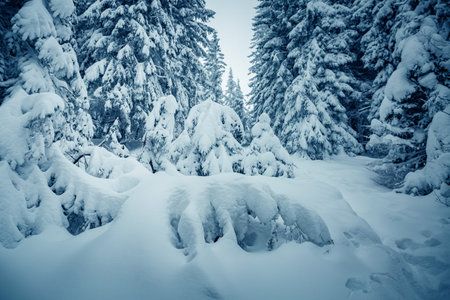Magical view of snow-capped forest on frosty day. Carpathian mountains, Ukraine, Europe. Photo of winter vacation. Happy New Year celebration concept. perfect wallpapers. Discover the beauty of earth.の写真素材