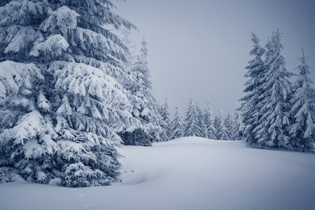 Magical view of snow-capped forest on frosty day. Carpathian mountains, Ukraine, Europe. Photo of winter vacation. Happy New Year celebration concept. perfect wallpapers. Discover the beauty of earth.の写真素材