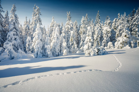 Incredible snow-covered spruces on a frosty day. Carpathian mountains, Ukraine, Europe. picturesque wallpapers. Fabulous photo of winter vacation. Happy New Year celebration concept. beauty of earth.の写真素材