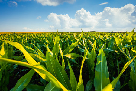 Field of young corn on a sunny day with perfect sky. Ukrainian agrarian region, Europe. Agricultural area and cultivated fields. Photo wallpaper. Minimalist landscape. Discover the beauty of earth.の写真素材