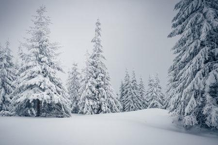 Exotic view of snow-capped forest on frosty day. Carpathian mountains, Ukraine, Europe. Photo of winter holiday. Happy New Year celebration concept. Fabulous wallpapers. Discover the beauty of earth.の写真素材