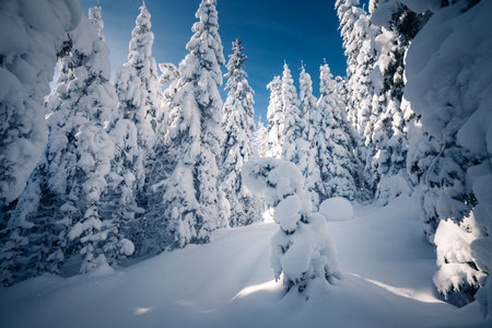 Charming snow-covered spruces lit by the sun on a frosty day. Carpathian mountains. Picturesque wallpapers. Fabulous photo of winter vacation. Happy New Year celebration concept. Beauty of earth.の写真素材