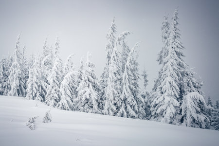 Magical view of snow-capped forest on frosty day. Carpathian mountains, Ukraine, Europe. Photo of winter vacation. Happy New Year celebration concept. Perfect wallpapers. Discover the beauty of earth.の写真素材