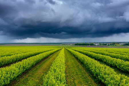 Stunning green rows of black currant bushes and dark storm clouds. Scenic image of agronomic industry. Agrarian region of Ukraine, Europe. picturesque photo wallpaper. beauty of earth.の写真素材