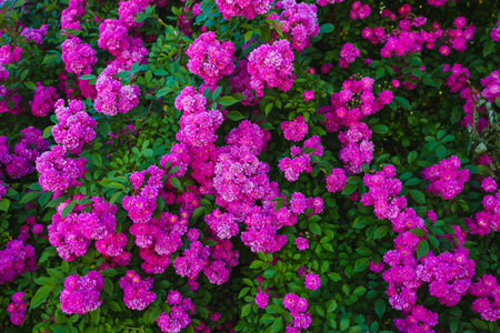 Breathtaking pattern of Climbing roses on the wall of the house in full bloom. Gorgeous botanical garden. Scenic image of flowering orchard in springtime. Perfect photo wallpaper. beauty of earth.の写真素材