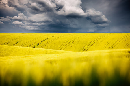 Wavy landscape of wheat fields and gloomy sky. Location place of Ukraine agricultural region, Europe. picturesque photo wallpaper. agricultural industry. Gorgeous natural pattern. beauty of earth.の写真素材