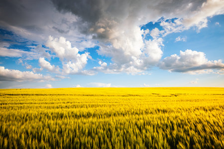Breathtaking view of green rural land and cultivated fields in sunny day. Location place of Ukraine agricultural region, Europe. picturesque photo wallpaper. agricultural industry. beauty of earth.の写真素材