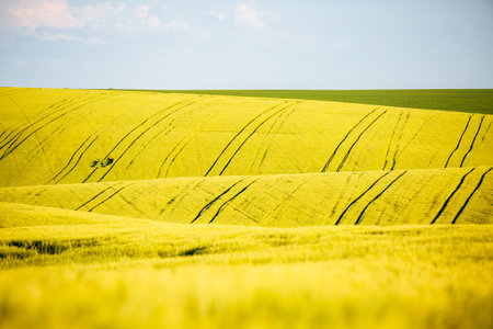 Wavy landscape of wheat fields on a sunny day. Location place of Ukraine agricultural region,...