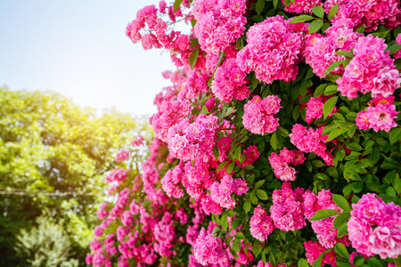 Breathtaking pattern of Climbing roses on the wall of the house in full bloom. Gorgeous botanical garden. Scenic image of flowering orchard in springtime. Perfect photo wallpaper. beauty of earth.の写真素材