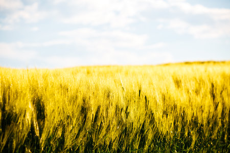Yellow ears of wheat in a field in summer under a blue sky. Location place of Ukraine agricultural region, Europe. picturesque photo wallpaper. agricultural industry. Ecology concept. beauty of earth.の写真素材