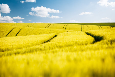 Wavy landscape of wheat fields on a sunny day. Location place of Ukraine agricultural region, Europe. Picturesque photo wallpaper. Agrarian industry. Gorgeous natural pattern. Beauty of earth.の写真素材